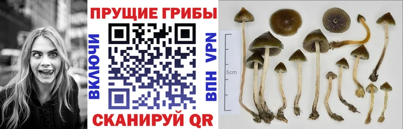 Галлюциногенные грибы Psilocybe Дно